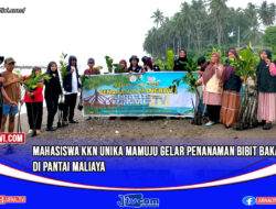 Mahasiswa KKN Unika Mamuju Gelar Penanaman Bibit Bakau di Pantai Maliaya