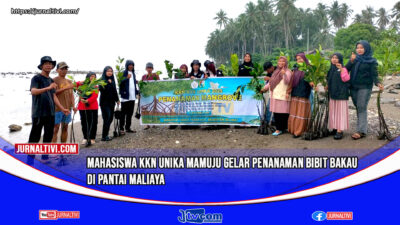 Mahasiswa KKN Unika Mamuju Gelar Penanaman Bibit Bakau di Pantai Maliaya