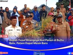 Bupati Yusuf Ritangnga Ikut Panen di Buttu Batu, Petani Dapat Mesin Baru