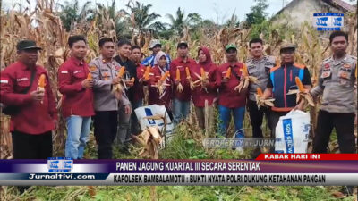 Berita Video : Panen Jagung Kuartal III Secara Serentak, Kapolsek Bambalamotu : Bukti Nyata Polri Dukung Ketahanan Pangan