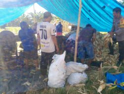 Panen Jagung Perdana Diwilyah Binaan, Aipda Arman BKTM Desa Kasoloang, Ajak Warga Tingkatkan Produksi