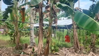 Proyek Ketahanan Pangan Sebesar 208 Juta Desa Sampaga Diduga Fiktif