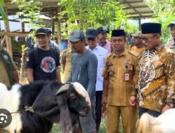 Program Bantuan Kambing SDK-JSM Tunjukkan Hasil Nyata