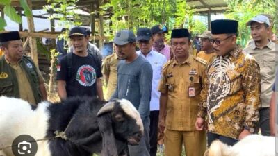 Program Bantuan Kambing SDK-JSM Tunjukkan Hasil Nyata