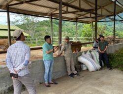 Dorong Penguatan Bibit Unggul Ternak, Kepala Dinas TPHP Sulbar Kunjungi UPTD BPHMT-IB IPTU Beroangin