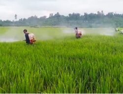 7 Hektare Padi Petani di Tommo Terkendali dari Serangan Bercak Daun Cokelat