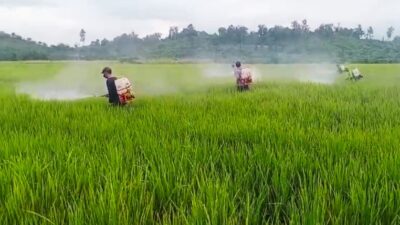 7 Hektare Padi Petani di Tommo Terkendali dari Serangan Bercak Daun Cokelat