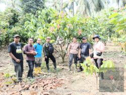 Tingkatkan Hasil Kakao, Pemerintah Sulbar Percepat Penetapan Kebun Sumber Benih Kakao