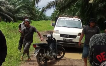 Ronal Regen Laporkan Aksi Pencurian Buah Sawit di Perkebunan Milik WKSM di Polisi