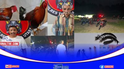 Gerebek Arena Judi Sabung Ayam, Tim Resmob Amankan 2 Pelaku Berikut  Sejumlah Barang Bukti