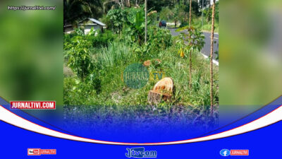 Penebangan Pohon di Bahu Jalan Nasional Diduga Tanpa Izin, Tanaman Warga Rusak di Perbatasan Boyong Pante – Blongko