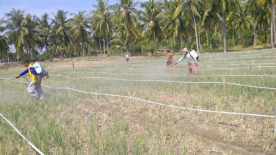 Tanggap Darurat Serangan Ulat Grayak di Tanaman Bawang Merah, DTPHP Sulbar Laksanakan Gerdal OPT 