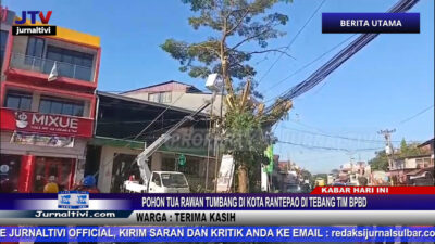 Berita Video : Pohon Tua di Kota Rantepao Rawan Tumbang, Ditebang Tim BPBD, Warga : Terima Kasih
