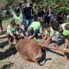 PT MUL Kurban 29 Ekor Sapi Dagingnya Dibagikan Ke Pesantren dan Panti Asuhan di Tommo