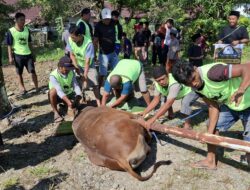 PT MUL Kurban 29 Ekor Sapi Dagingnya Dibagikan Ke Pesantren dan Panti Asuhan di Tommo