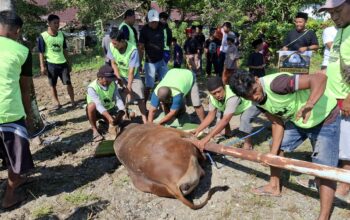 PT MUL Kurban 29 Ekor Sapi Dagingnya Dibagikan Ke Pesantren dan Panti Asuhan di Tommo