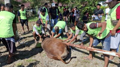 PT MUL Kurban 29 Ekor Sapi Dagingnya Dibagikan Ke Pesantren dan Panti Asuhan di Tommo