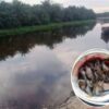 Sungai Barakkang Hingga ke Pantai Lamba Lamba Diduga Tercemar Limbah Sawit, Pungunjung Pantai Gatal Gatal