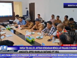 Berita Video : Harga TBS Anjlok, Antrian Kendaraan Mengular Panjang di Pabrik Sawit, Anggota DPRD Mamuju Datangi PT MUL