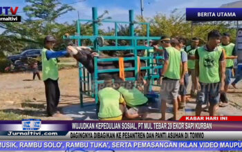 Berita Video : Wujudkan Kepedulian Sosial, PT MUL Tebar 29 Ekor Sapi Kurban, Dagingnya Dibagikan Ke Pesantren dan Panti Asuhan di Tommo