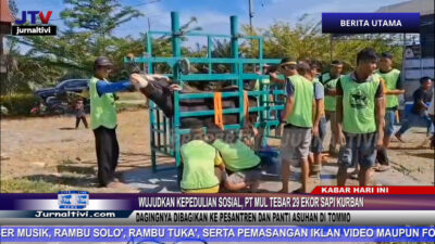Berita Video : Wujudkan Kepedulian Sosial, PT MUL Tebar 29 Ekor Sapi Kurban, Dagingnya Dibagikan Ke Pesantren dan Panti Asuhan di Tommo