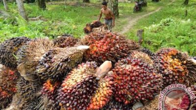 Harga TBS Kelapa Sawit Periode Juli 2026 di Sulbar Naik Sebesar Rp 121