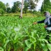 Jaminan Gagal Panen Jagung di Enrekang Segera Diteken, Lahan 500 Hektare Siap Diproteksi Jasindo