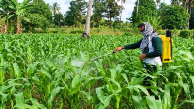 Jaminan Gagal Panen Jagung di Enrekang Segera Diteken, Lahan 500 Hektare Siap Diproteksi Jasindo