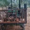 Alsintan Bantuan Dialih Fungsikan Jadi Kendaraan Angkut Sawit di Mateng, Terancam Ditarik 