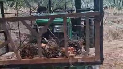 Alsintan Bantuan Dialih Fungsikan Jadi Kendaraan Angkut Sawit di Mateng, Terancam Ditarik 