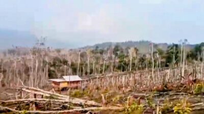 Dugaan Penguasaan Ribuan Hektare Kawasan Hutan di Loeha Raya, Luwu Timur Perlu Mendapat Perhatian Serius APH  Timur