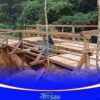 Tak Kunjung Mendapat Perhatian Pemerintah, Warga Dua Desa di Sekadau Bangun Jembatan Empaot Secara Swadaya
